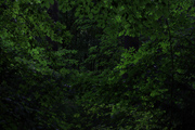 thumbnail Forest, leafs, dense vegetation, woodland