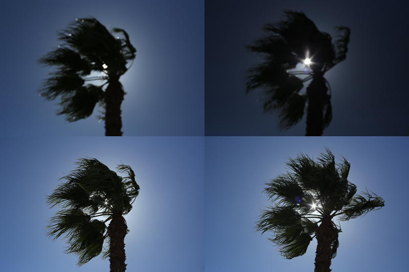 palme vicino alla spiaggia a malaga