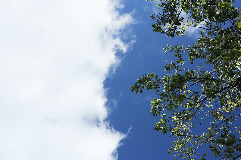 alberi di parigi natura in città